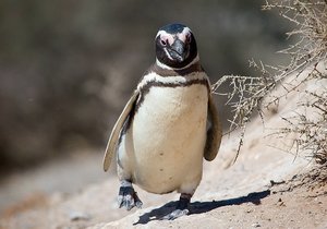 A Week of Waddling - Weekend Update Week 11